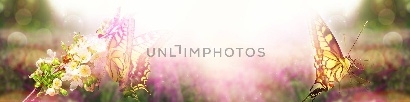 Flying butterfly in spring morning. Panoramic view.
