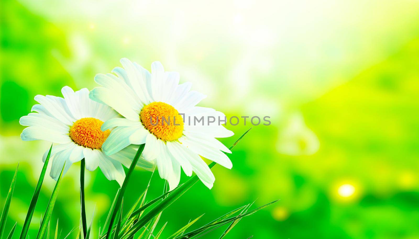 Sunny summer and sping background with chamomile flowers.