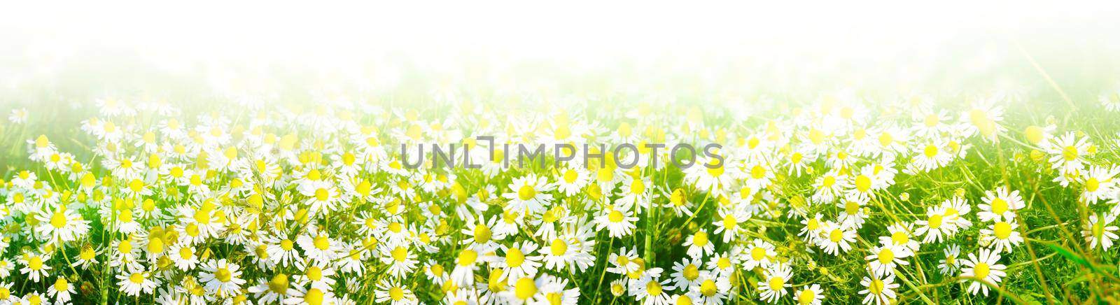 Scenery background of the natural blooming chamomile flower and butterflies. by Taut