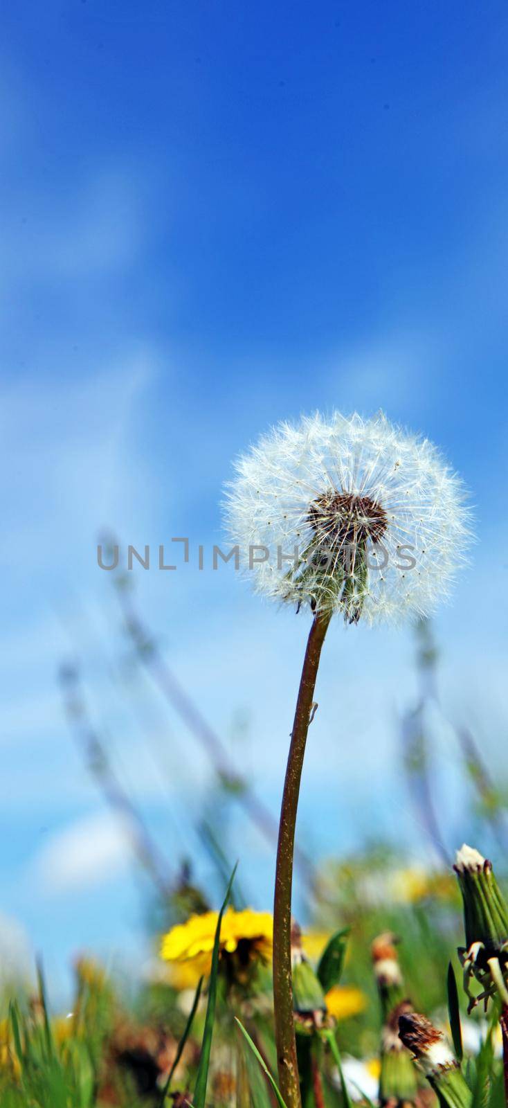 Dandelion flower with flying feathers on blue sky. by Taut