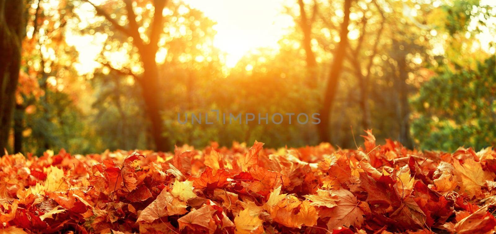 Colorful bright leaves falling in autumnal park. by Taut