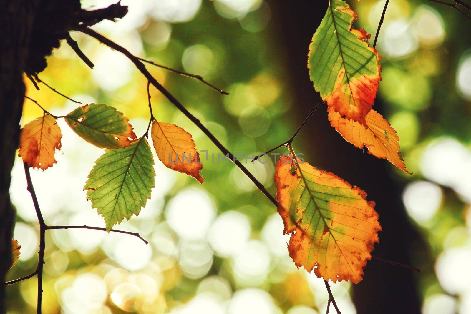 Beautiful autumn background with yellow and red leaves.