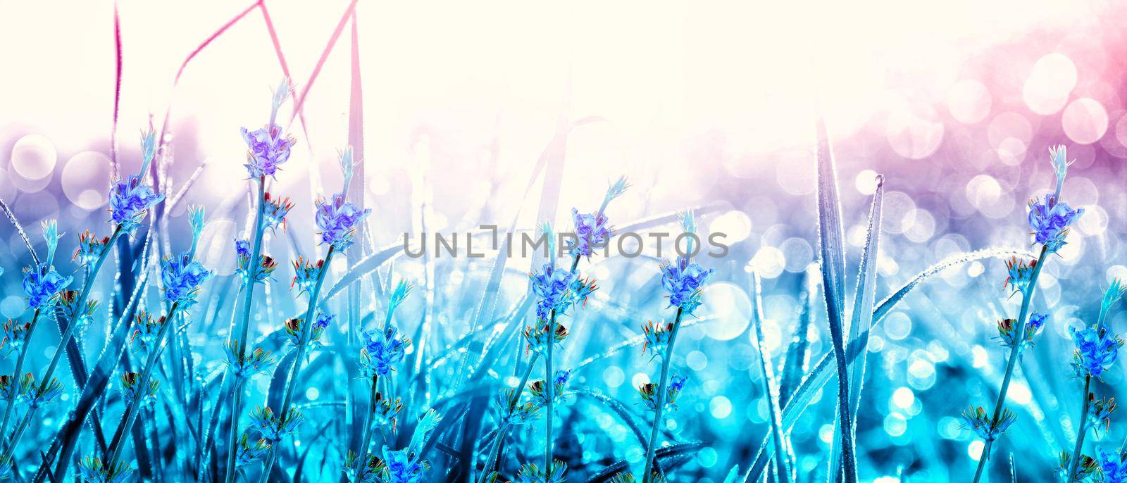 Grass flower field in spring background with sunlight