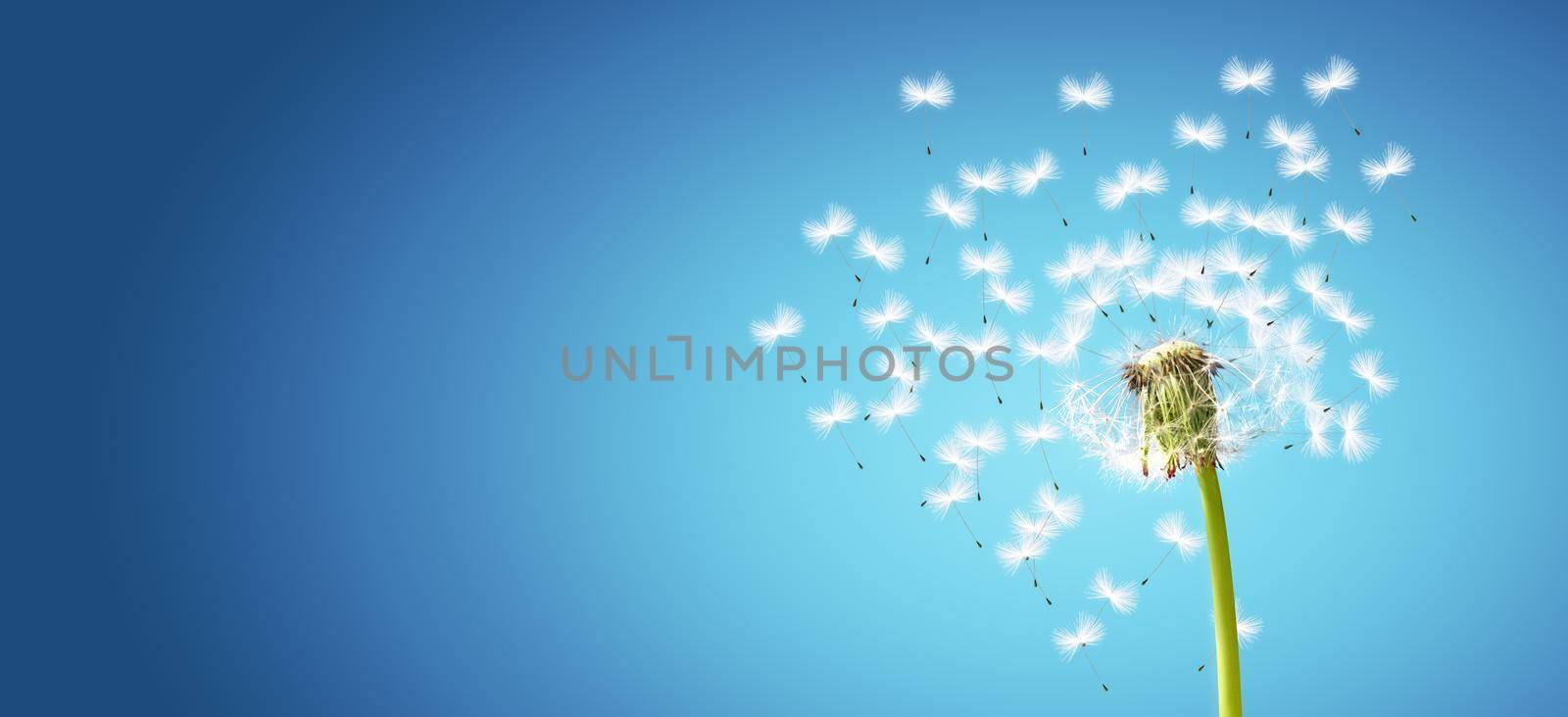 Beautiful dreamy spring nature background with dandelion