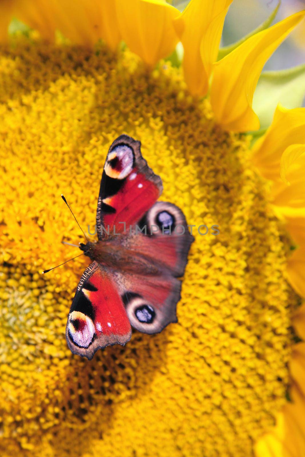 Bright yellow sunflower with butterfly on a sunny summer morning. by Taut