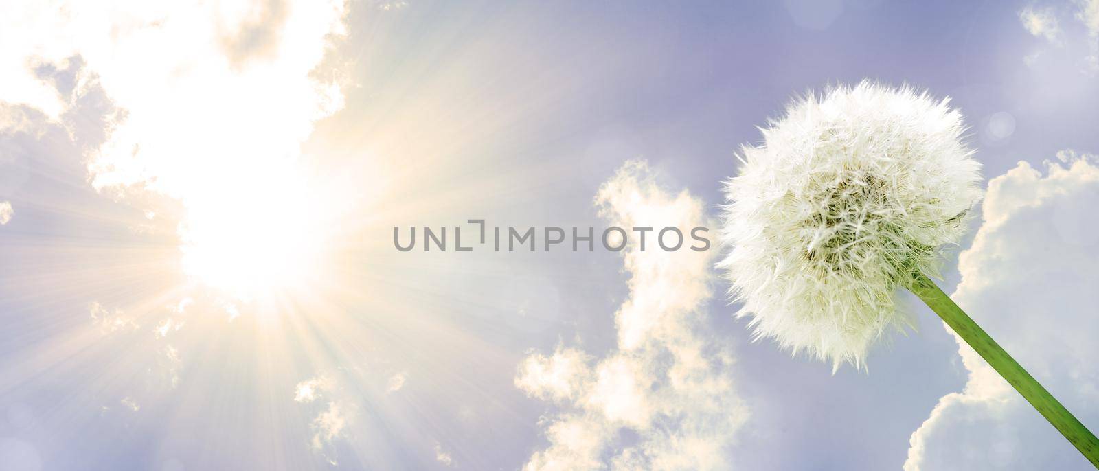 Beautiful dreamy spring nature background with dandelion