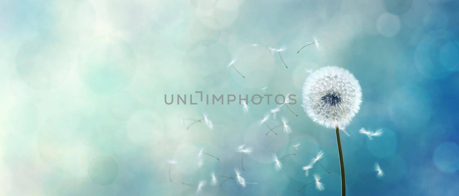 Beautiful dreamy spring nature background with dandelion