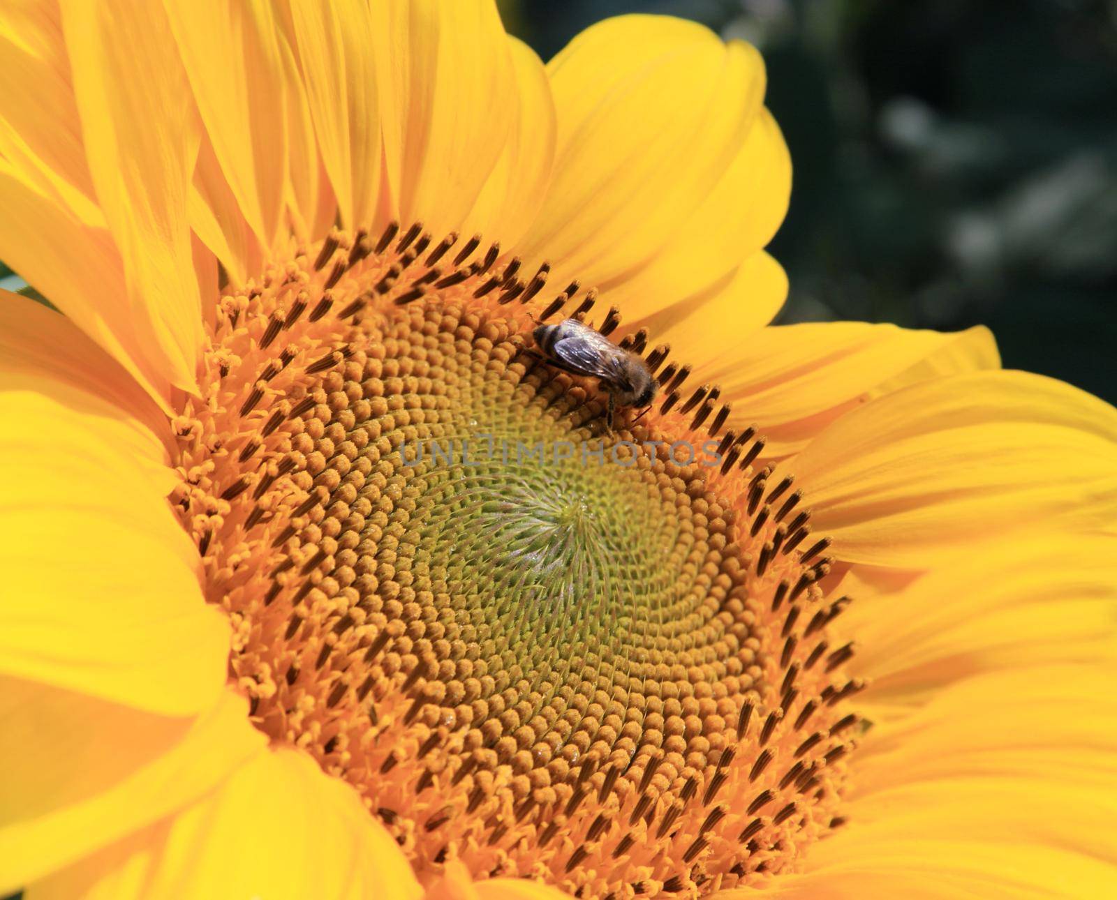 Close-up of fresh sunflower, organic agriculture in countryside plantation