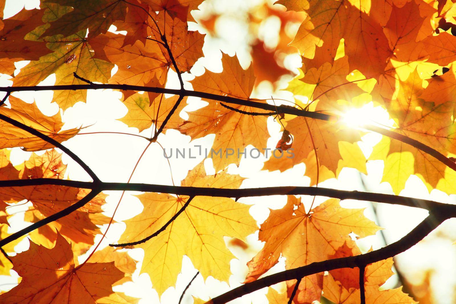 Beautiful autumn background with yellow and red leaves.