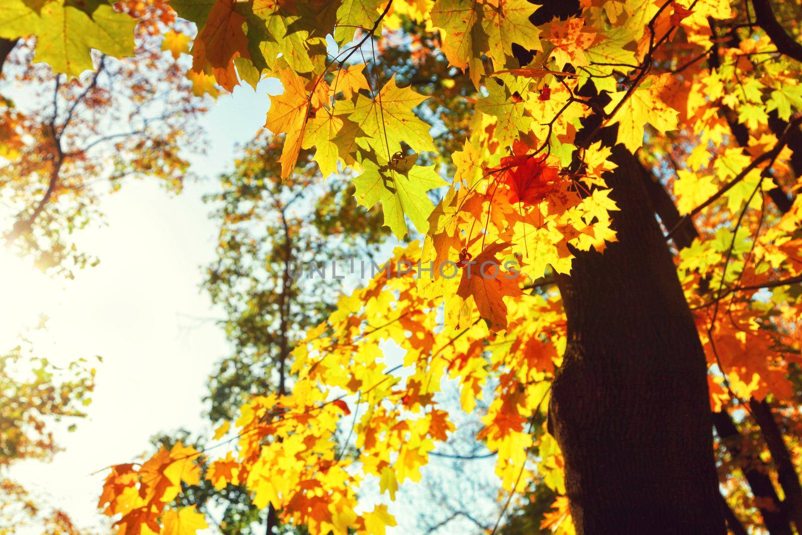 Colorful bright leaves falling in autumnal park. by Taut