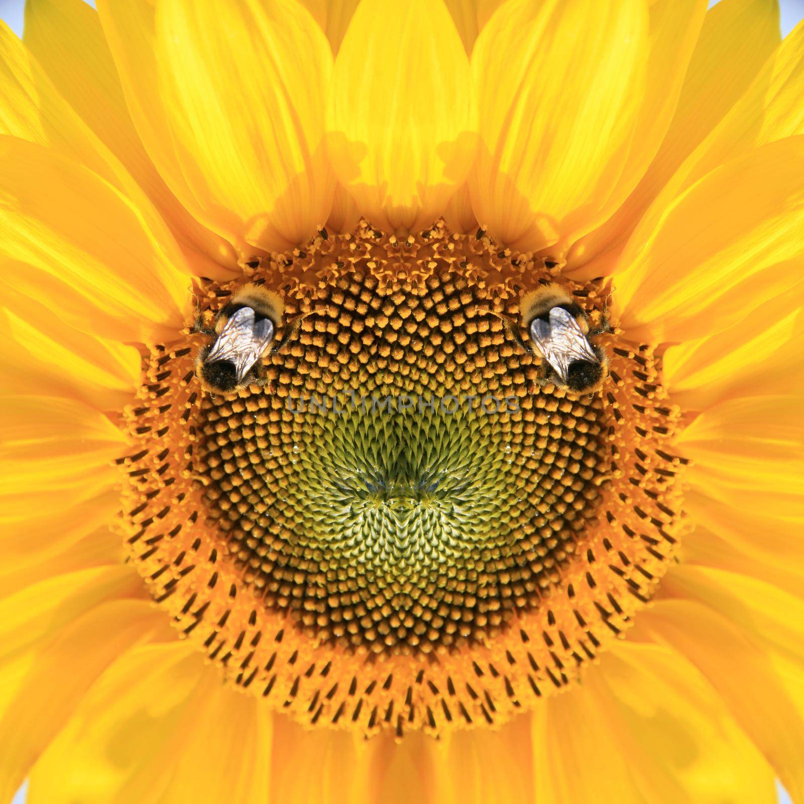 Beautiful sunflower on daytime with a bee by Taut