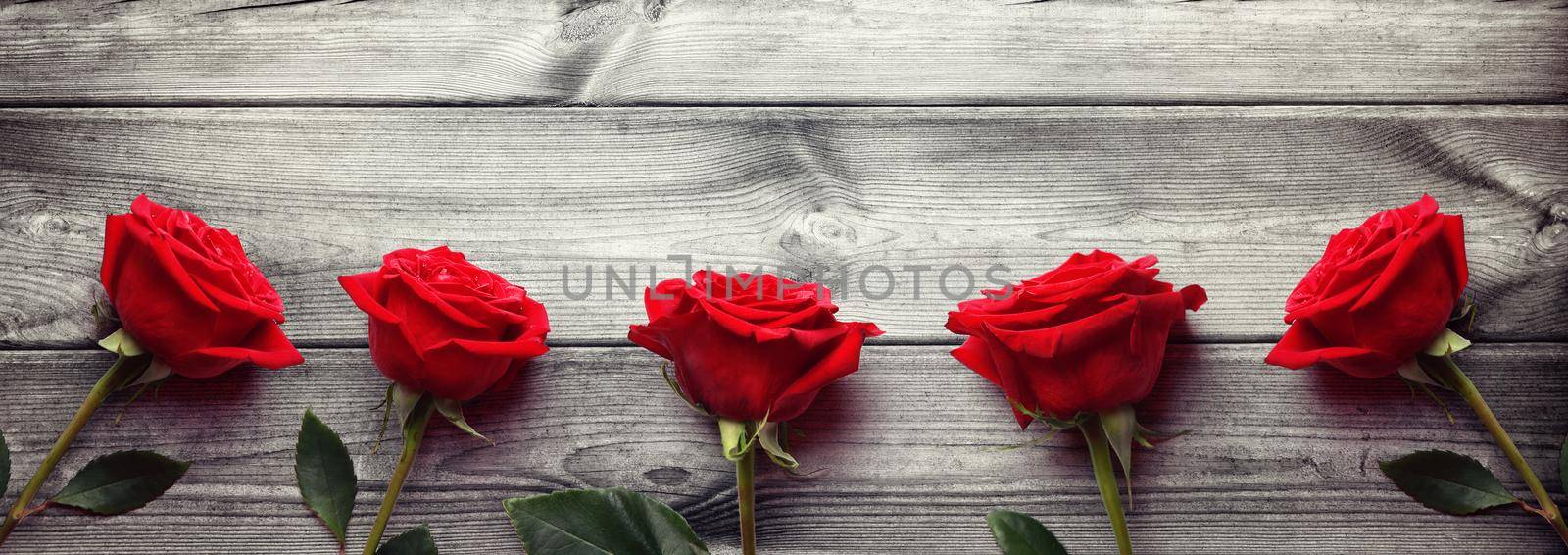 Beautiful red rose. Congratulatory background by St. Valentine's Day by Taut