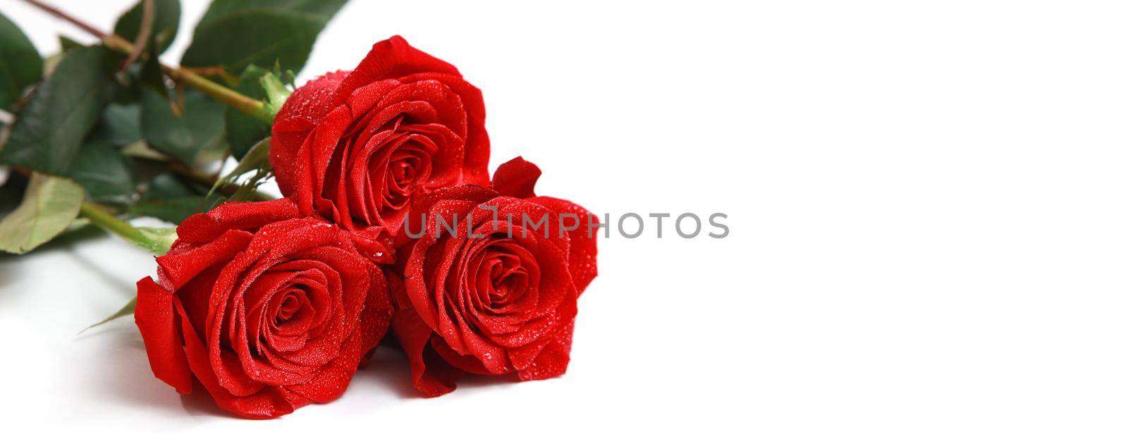 Beautiful red rose. Congratulatory background by St. Valentine's Day by Taut