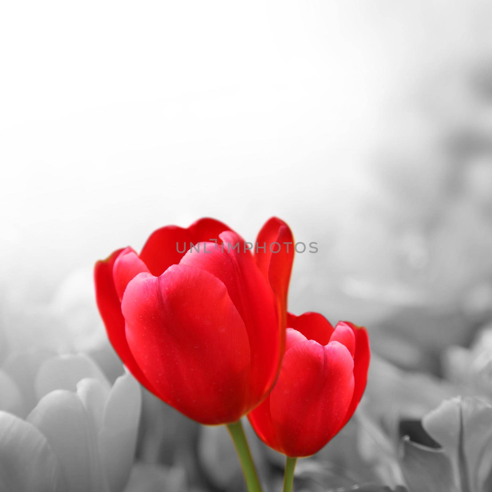 Beautiful tulips at springtime by Taut