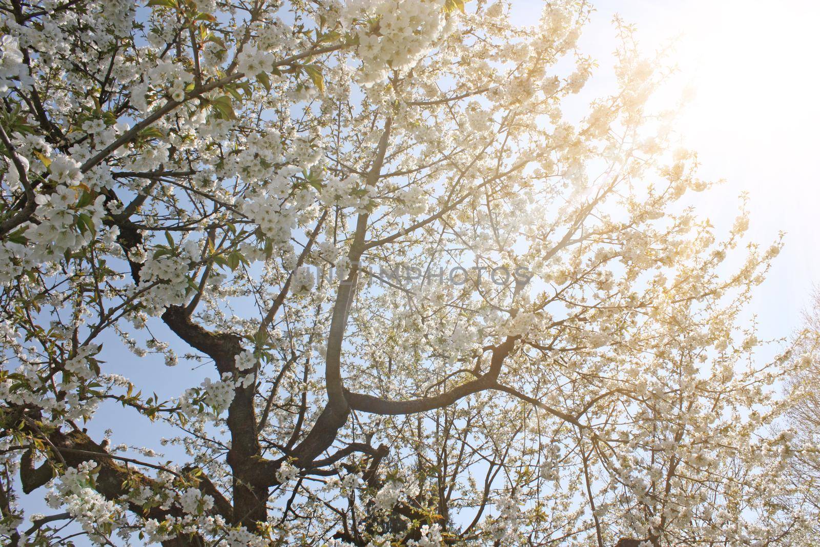 White blossom and green leaves on blue sky background.
