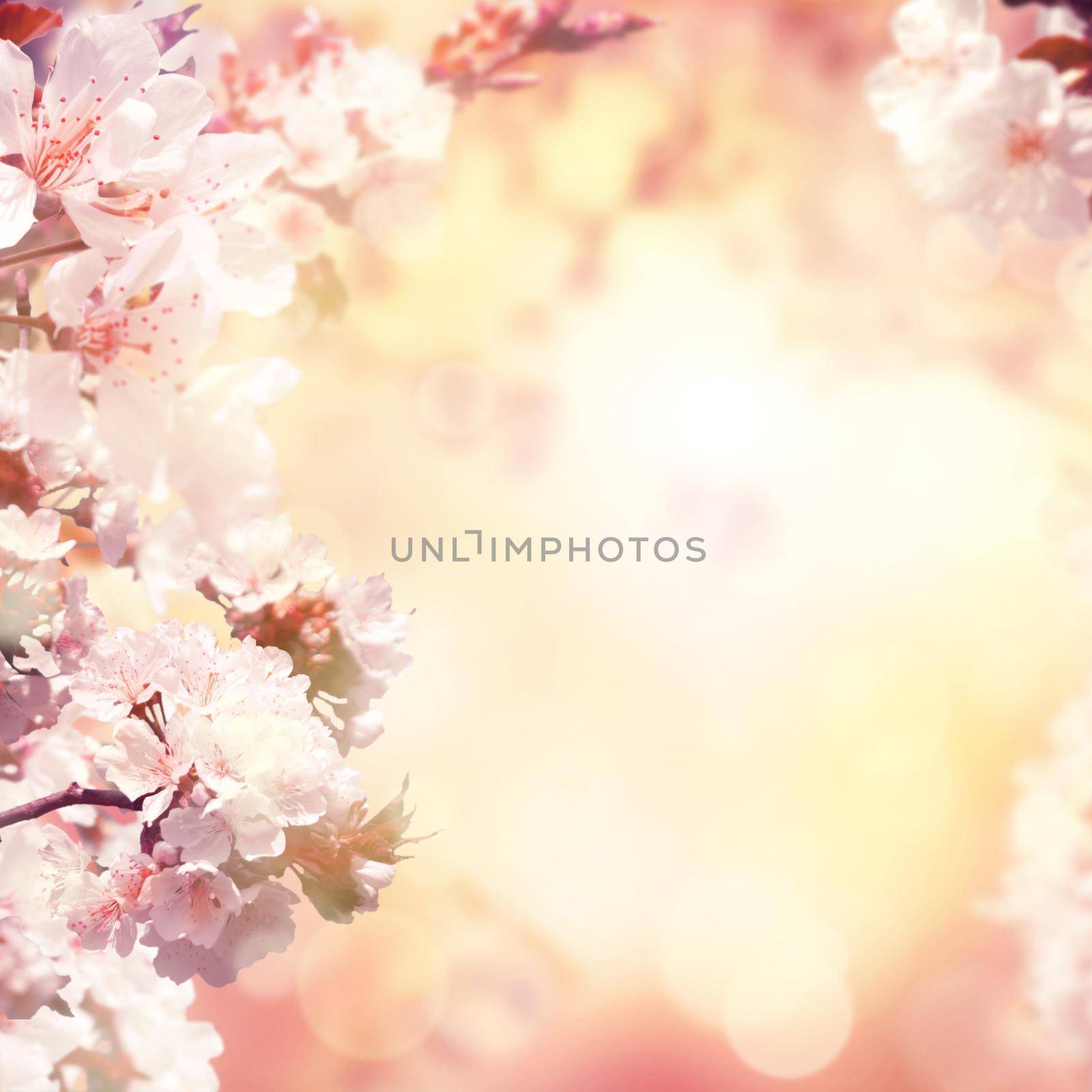 Spring background with cherry blossom trees by Taut