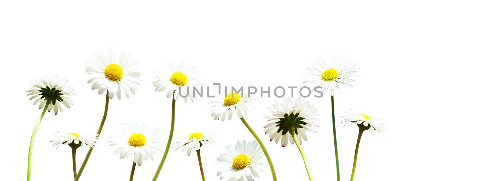 Sunny summer and sping background with chamomile flowers.