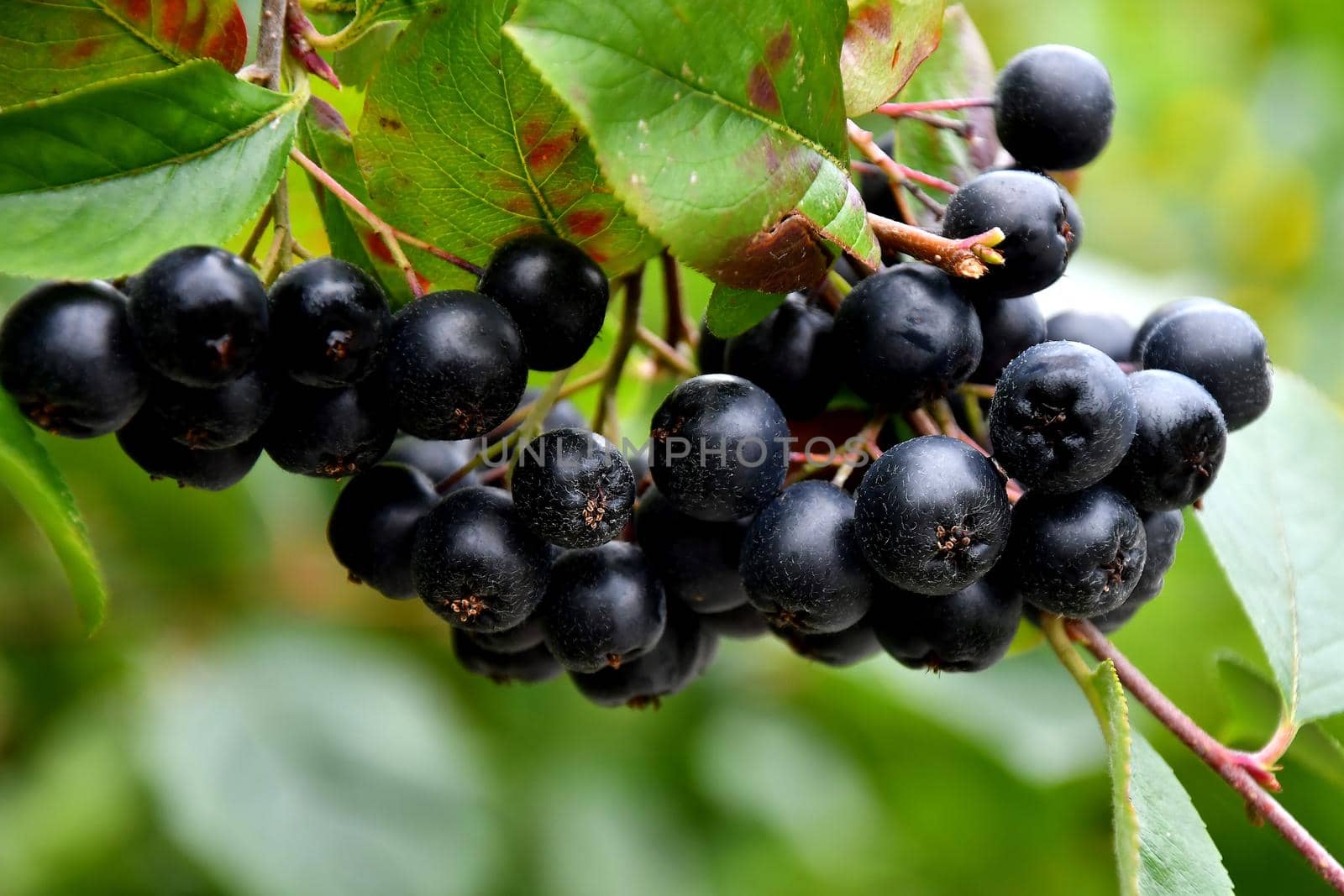 ripe Aronia berries on a tree in Germany