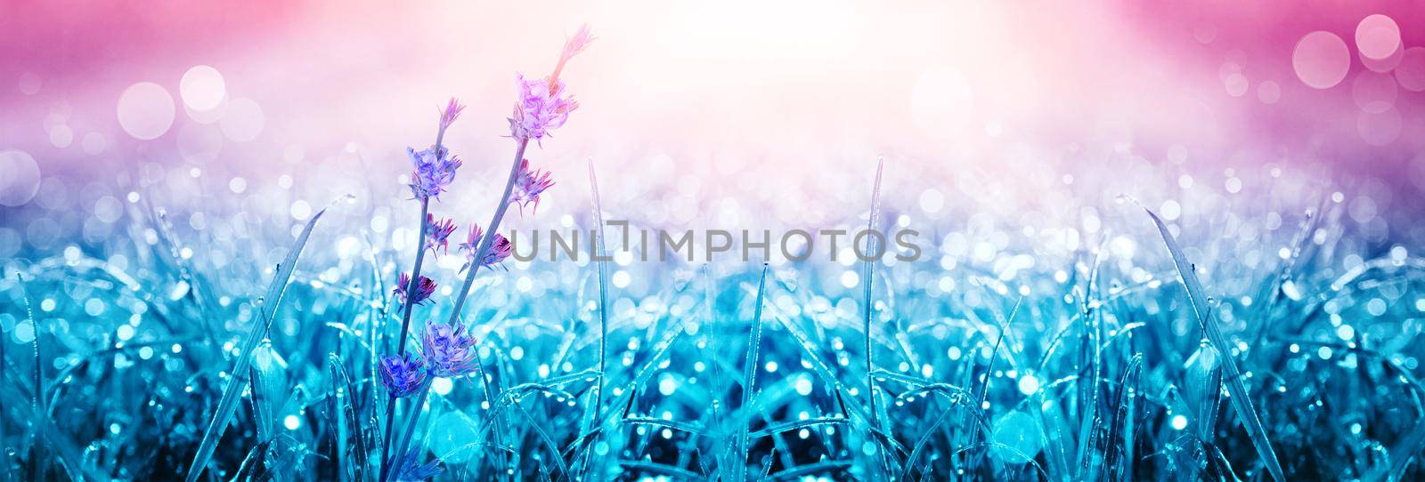 Grass flower field in spring background with sunlight