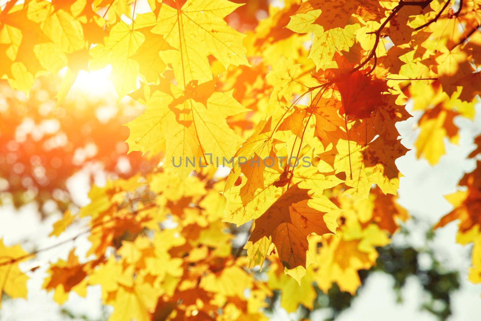 Colorful bright leaves falling in autumnal park. by Taut