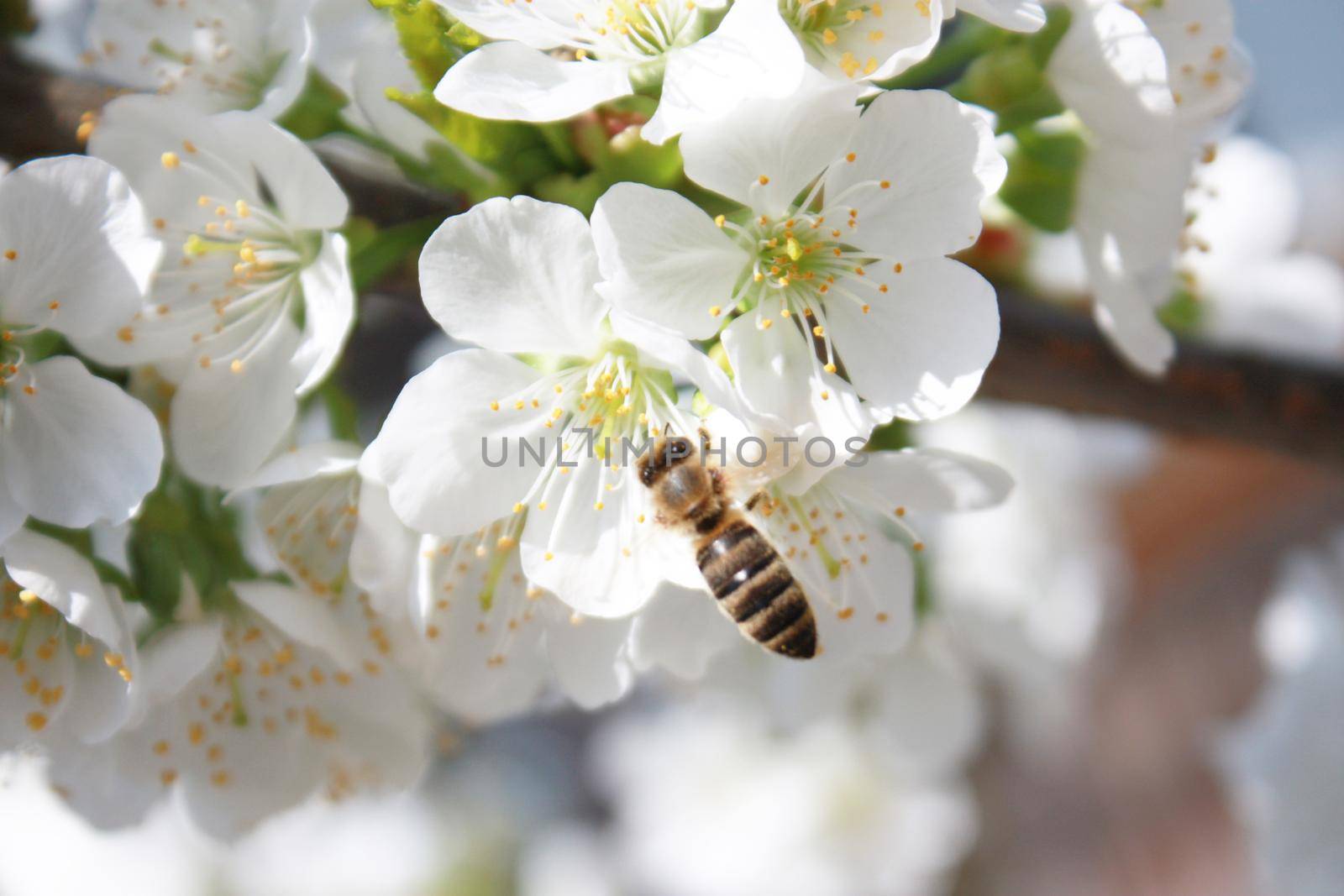 Beautiful nature scene with blooming flowers tree.