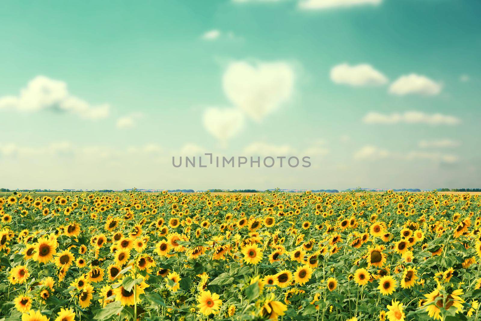 Close-up of fresh sunflower against clear blue sky