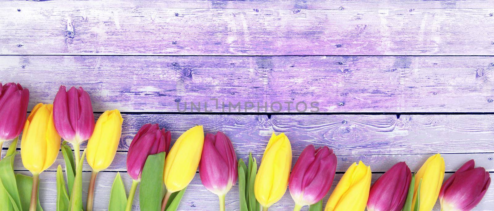 Beautiful tulips. Spring nature background for web banner and card design. by Taut