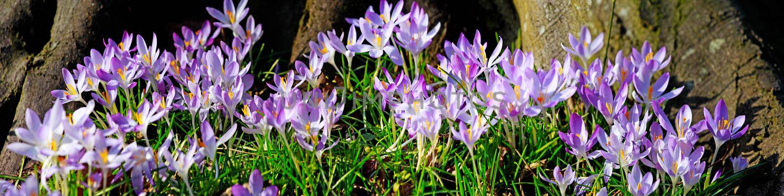 Beautiful crocuses growing through snow. First spring flowers