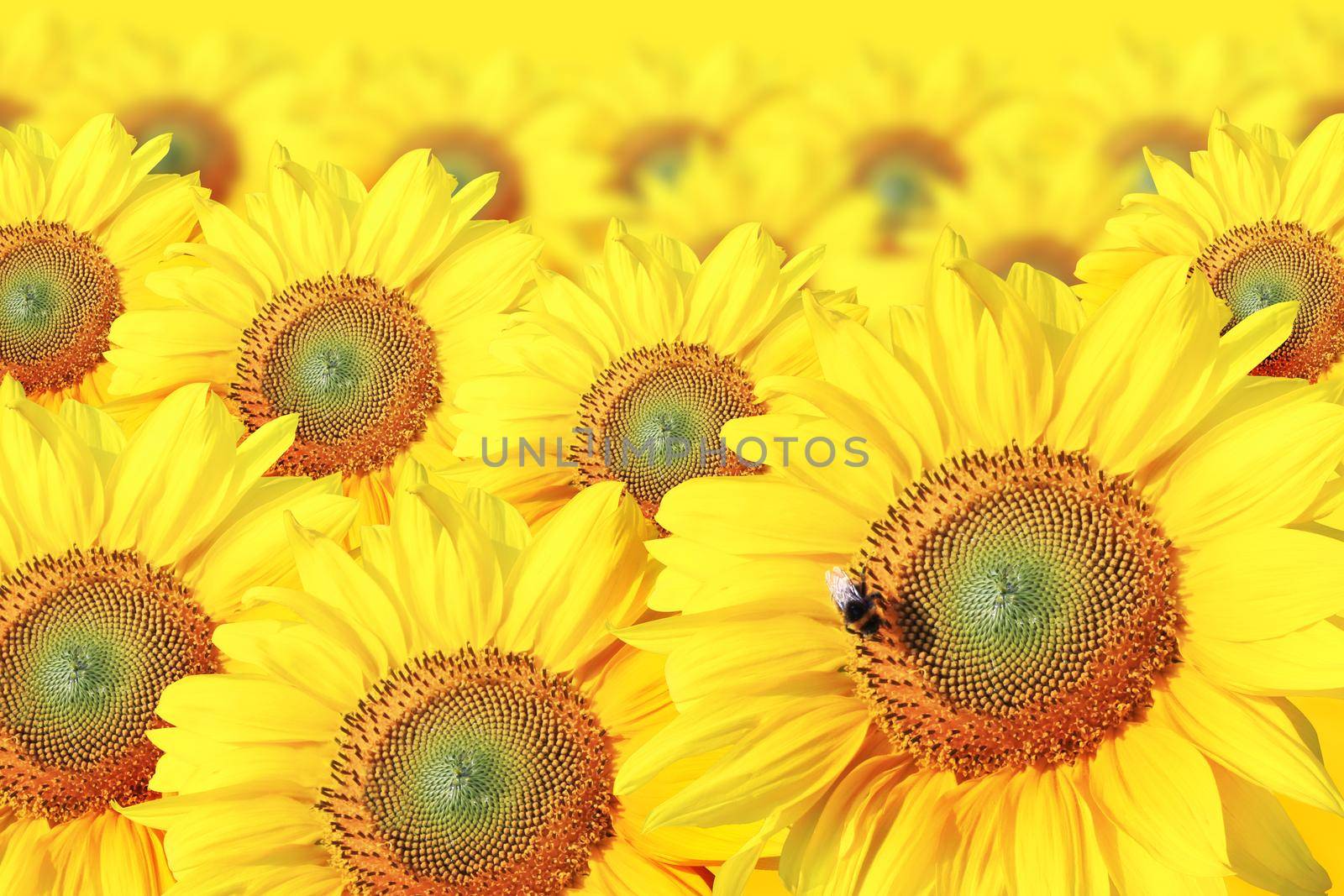 Close-up of fresh sunflower against clear blue sky