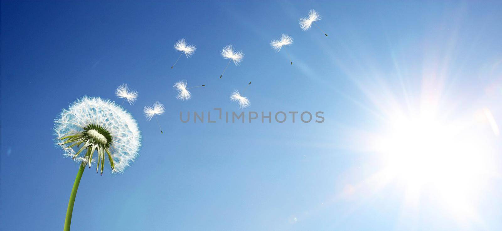 Beautiful dreamy spring nature background with dandelion