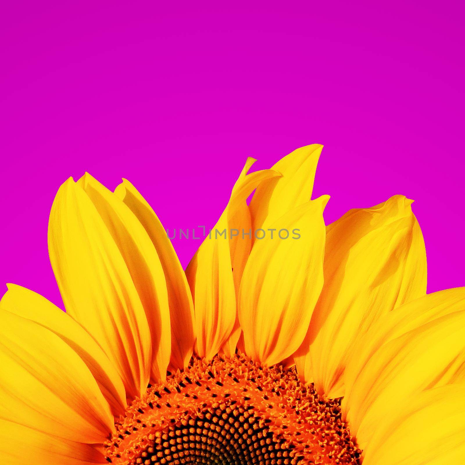 Field of blooming sunflowers on a background blue sky by Taut