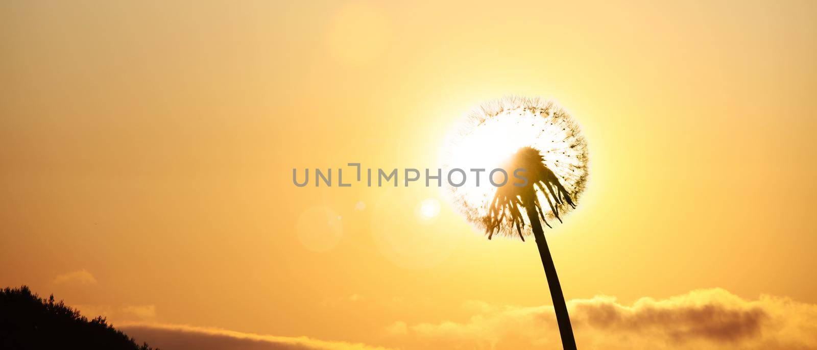 Beautiful dreamy spring nature background with dandelion