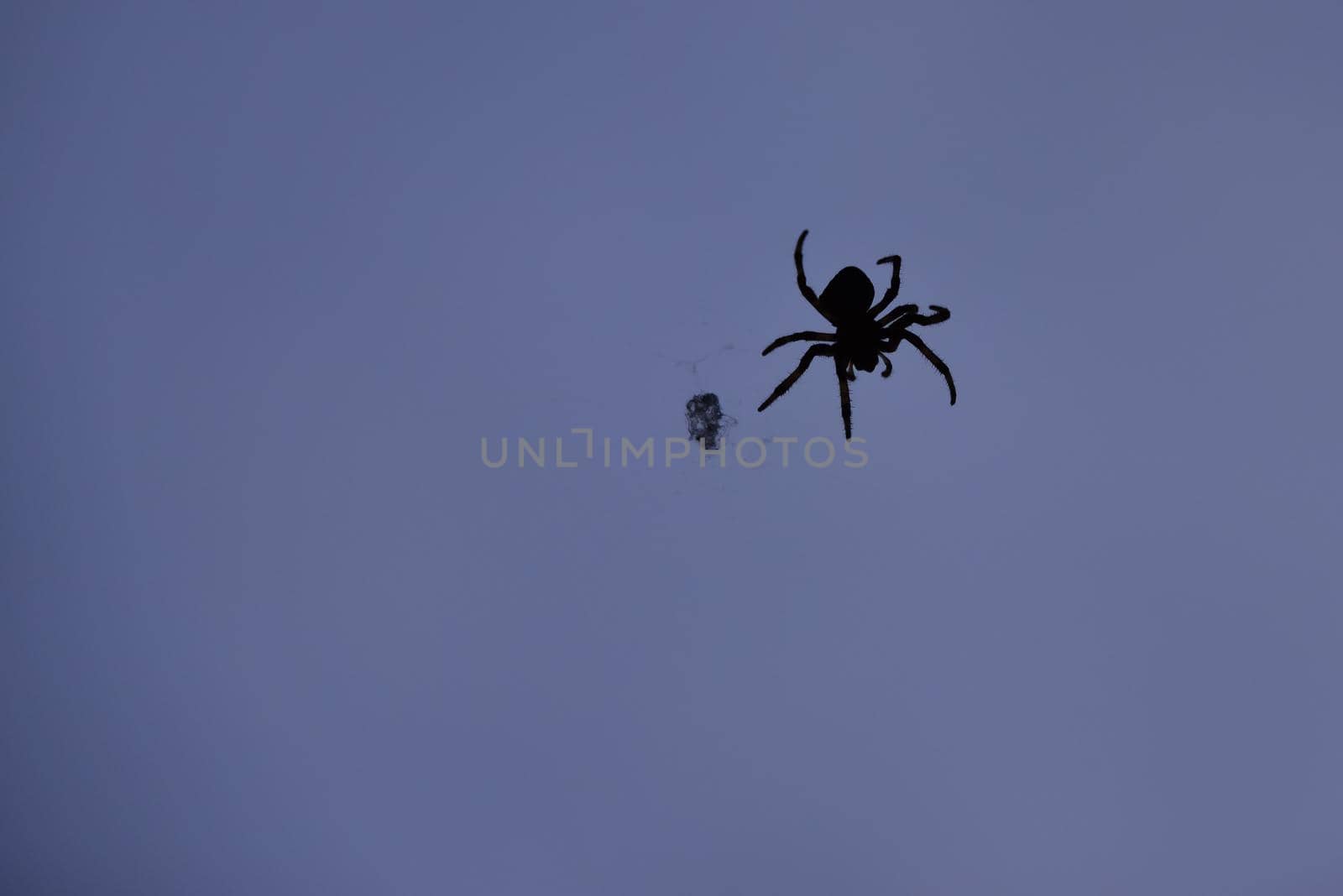 Silhouette of a spider in front of a dramatic blue background.