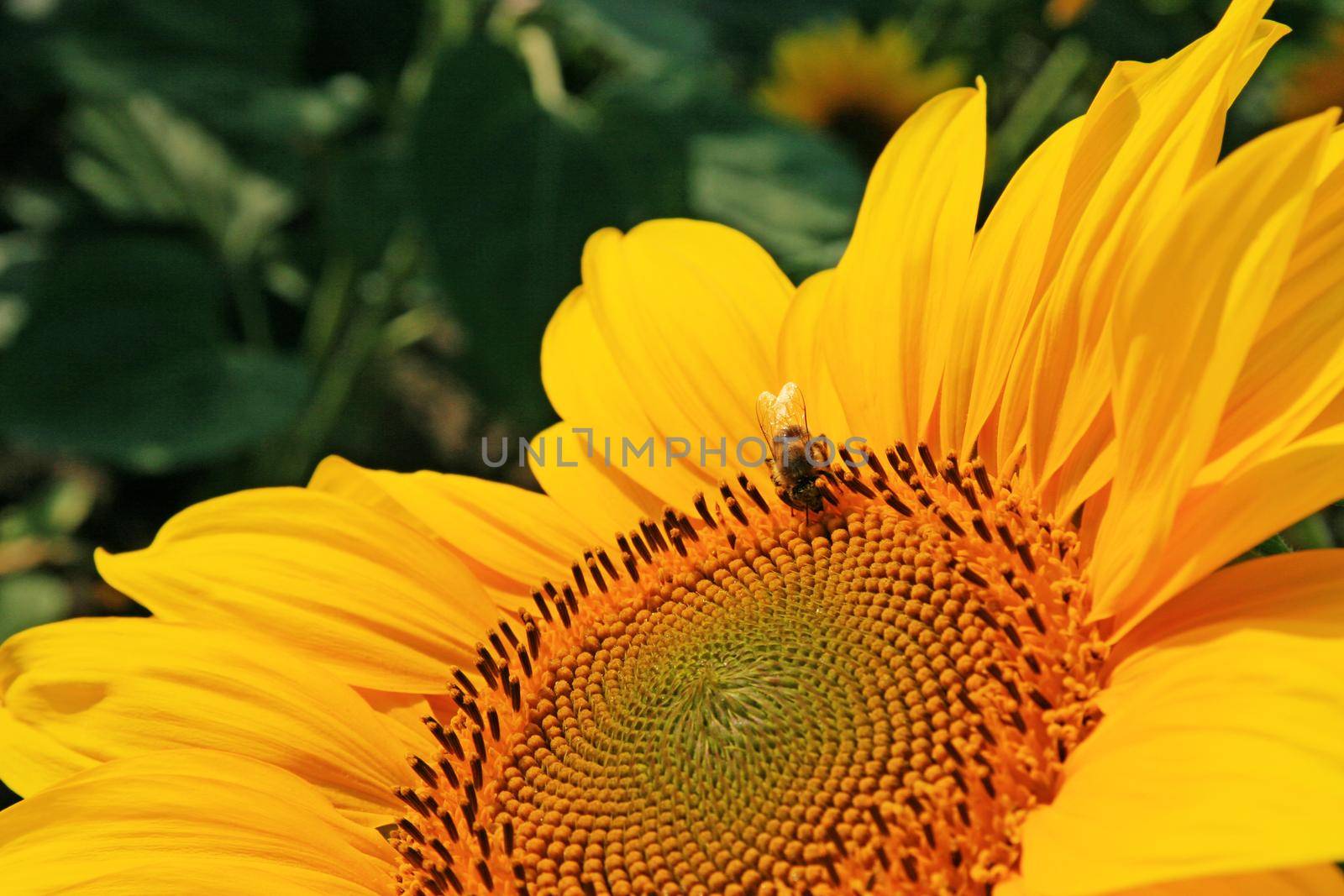 Close-up of fresh sunflower, organic agriculture in countryside plantation