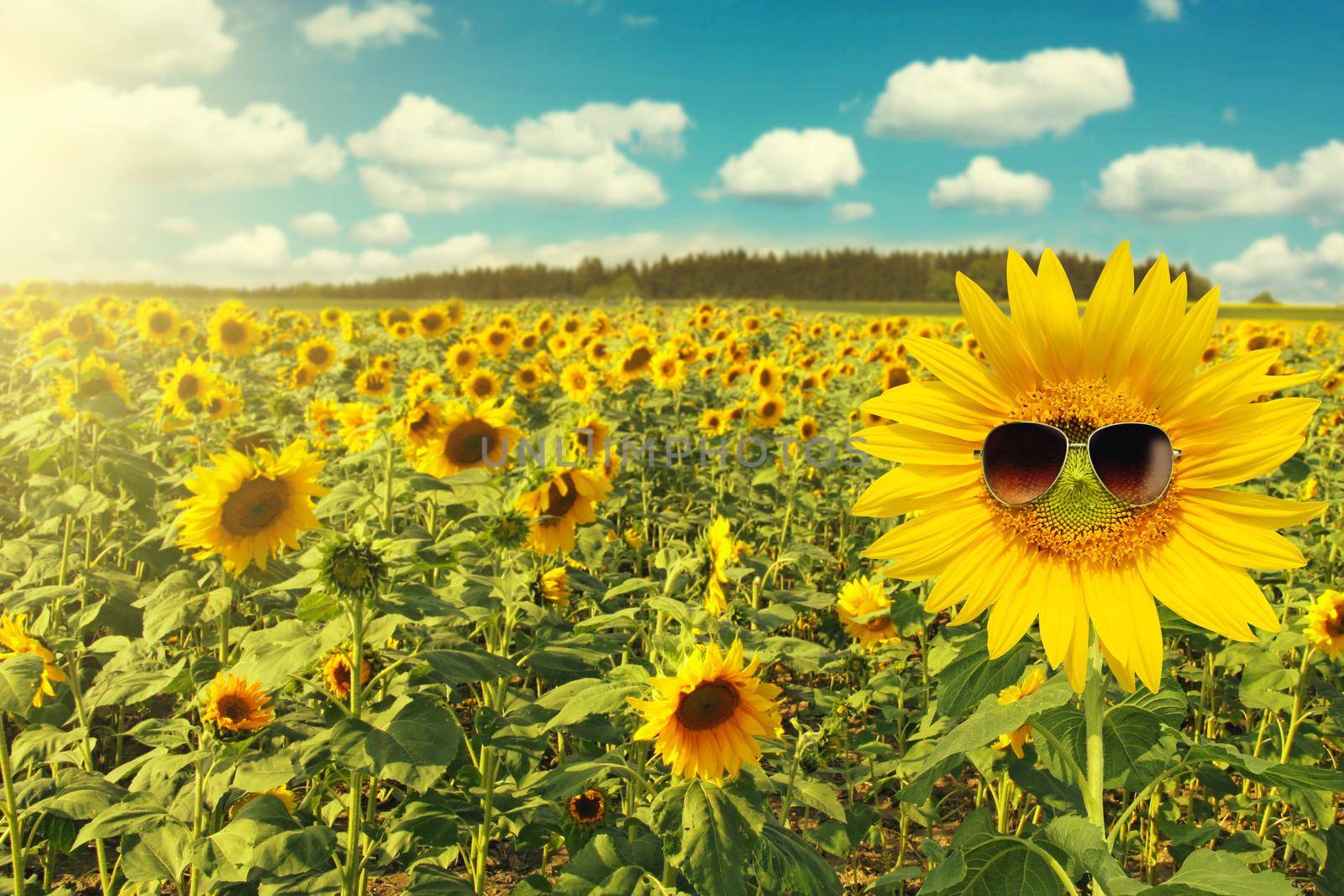 sunflower wearing sunglasses with sunflower field over cloudy blue sky and bright sun lights