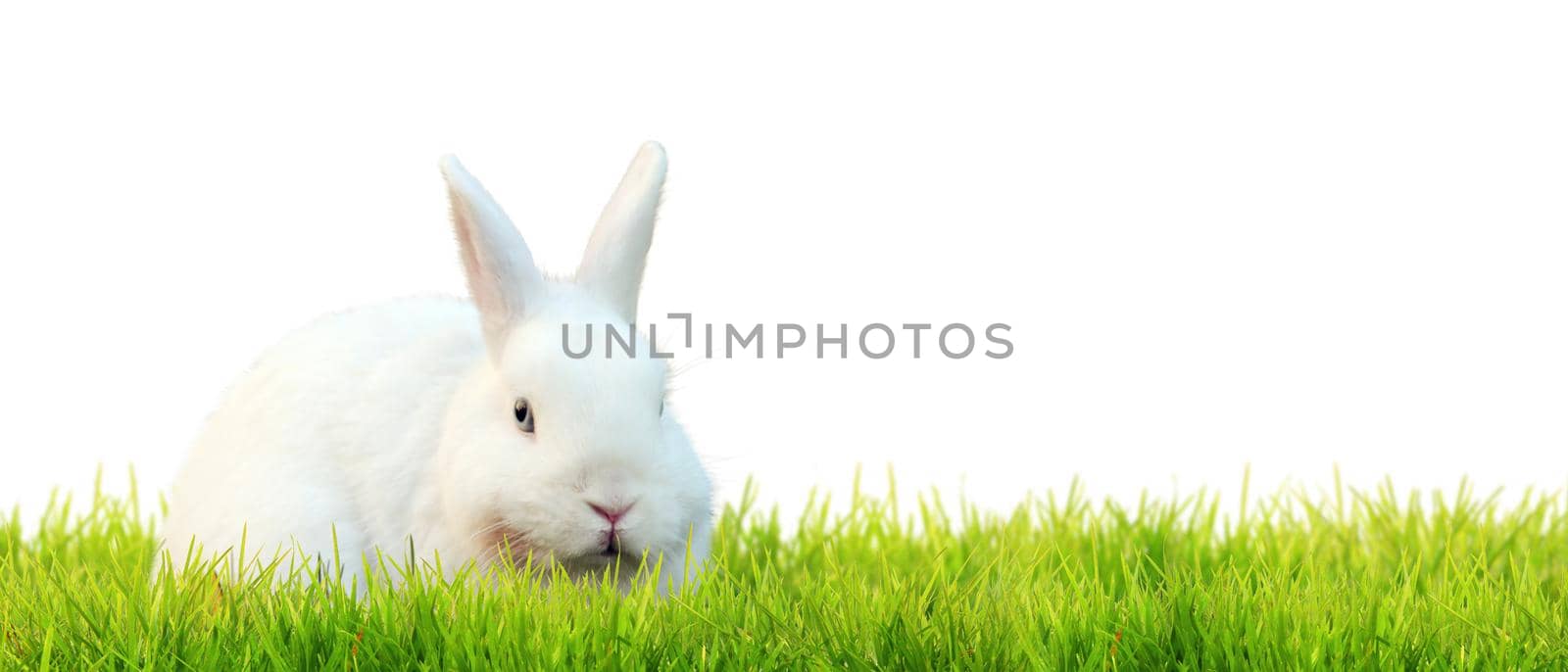 Easter composition with rabbit. Festive decoration. Happy Easter!