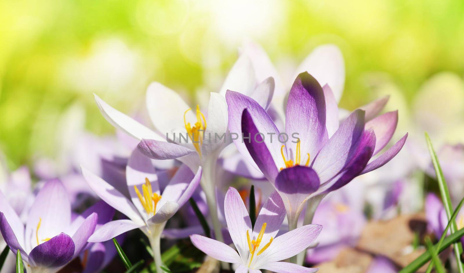 Blooming purple crocus flowers in a soft focus on a sunny spring day by Taut