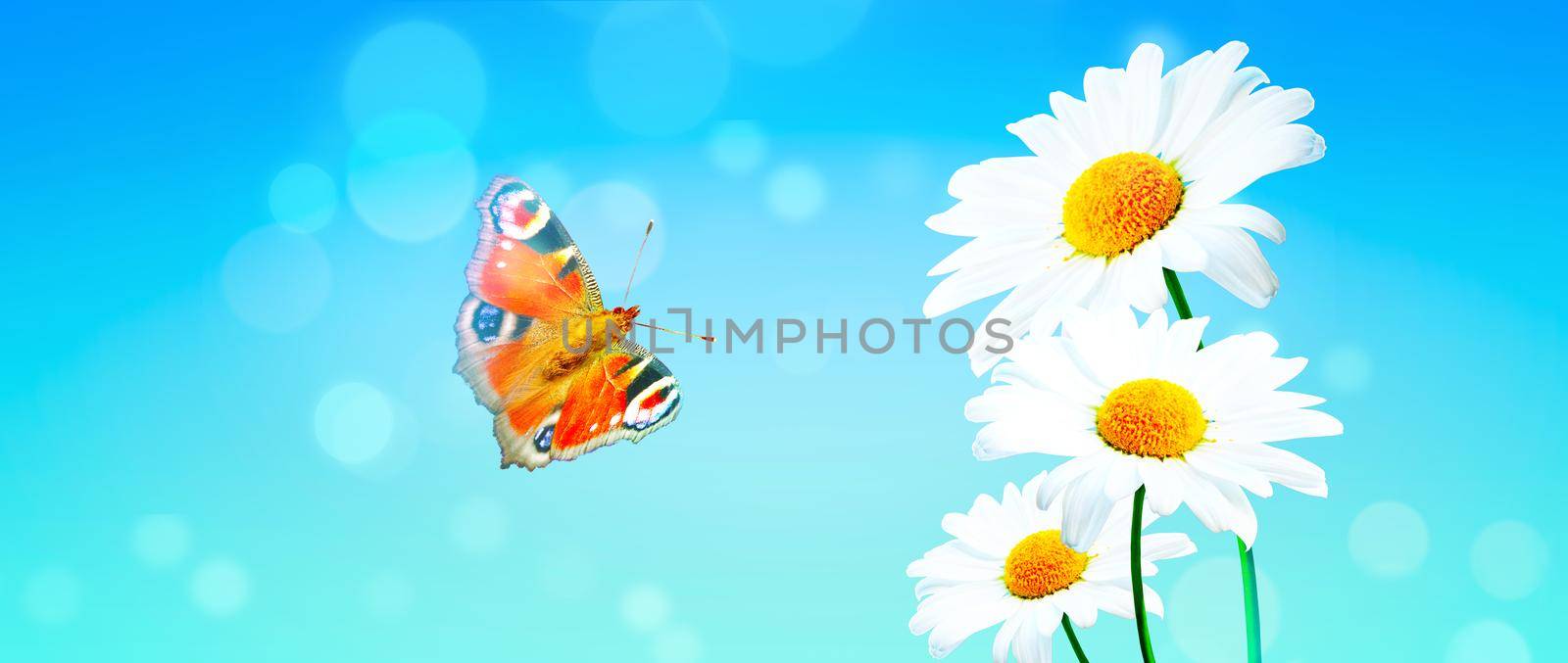 Scenery background of the natural blooming chamomile flower and butterflies. by Taut