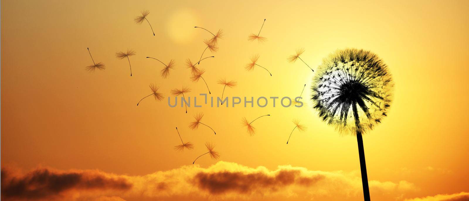 Beautiful dreamy spring nature background with dandelion