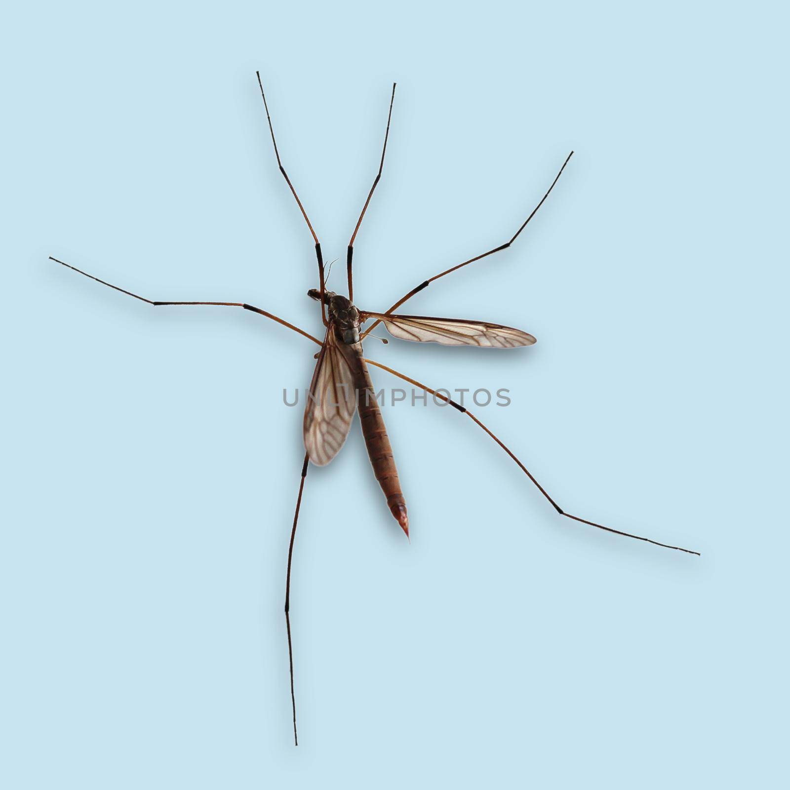 A Crane fly cut out on a blue background by Bwise