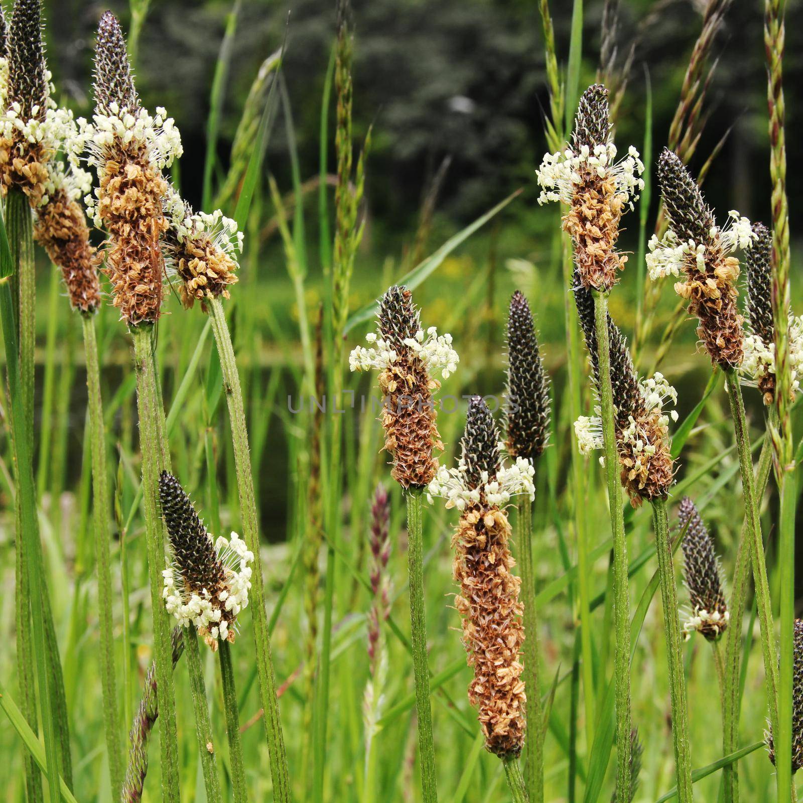 A bunch of Plantago lanceolata with other wild grass in the park