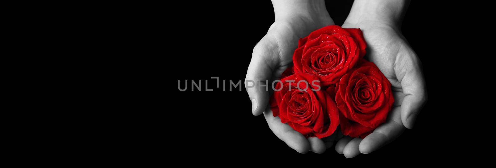 Beautiful red rose. Congratulatory background by St. Valentine's Day by Taut