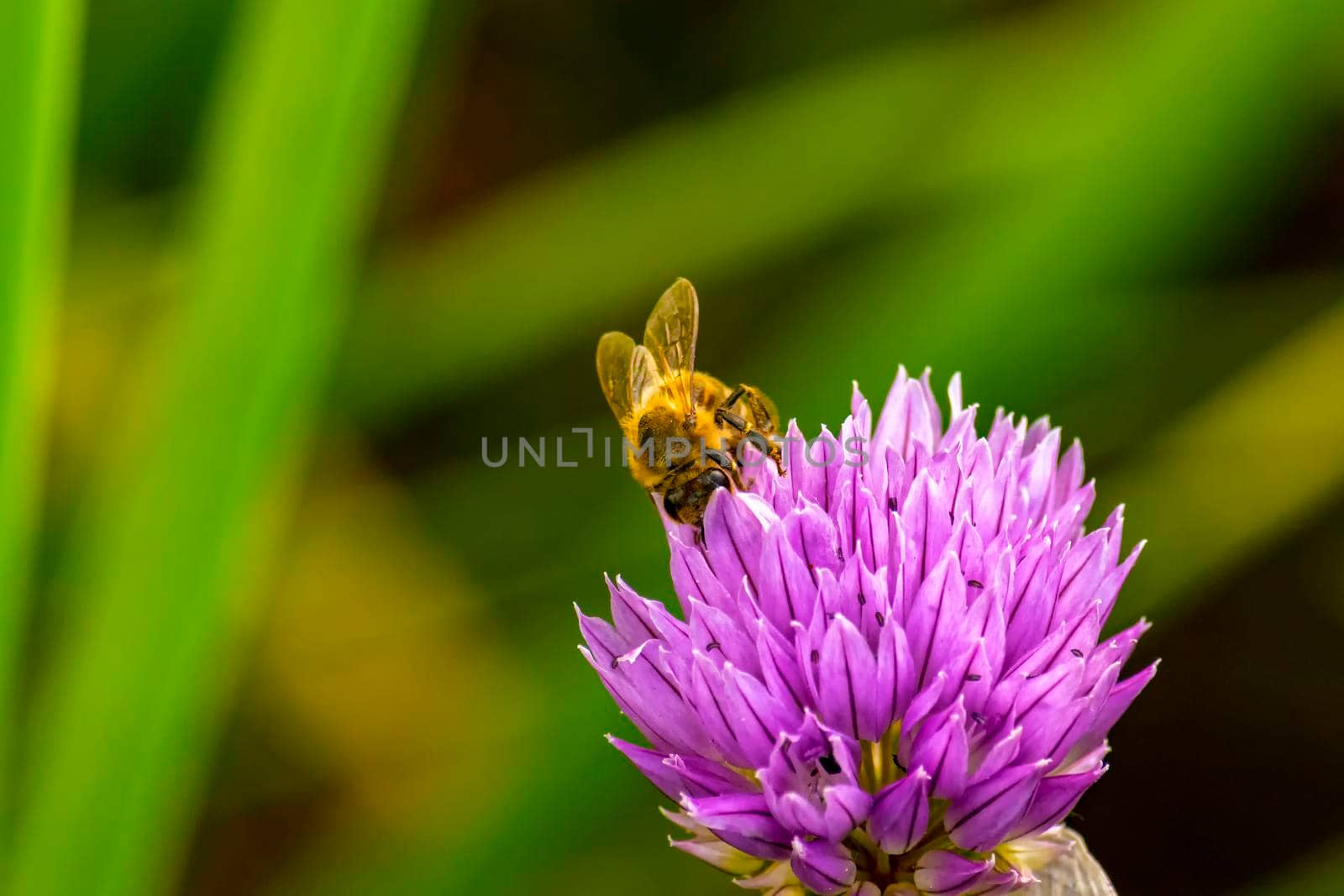 Bee collects nectar from onion flower. Nature. by Essffes