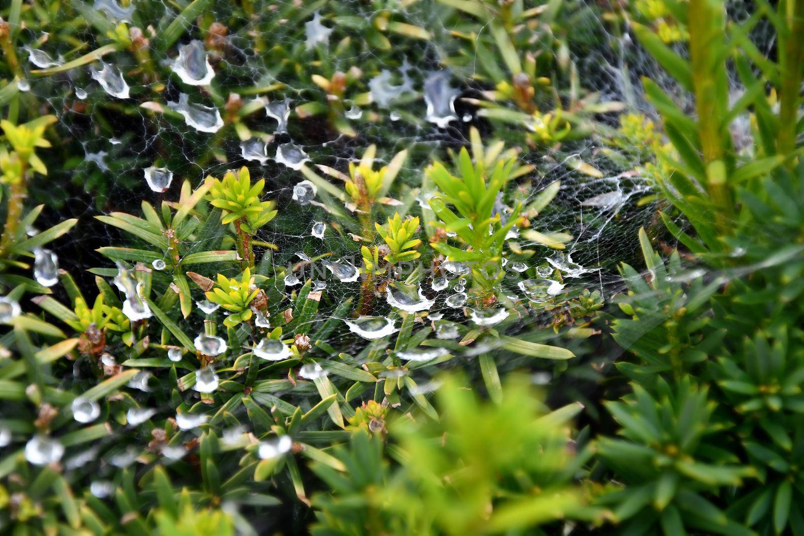 spider web in a bush with raindrops by Jochen