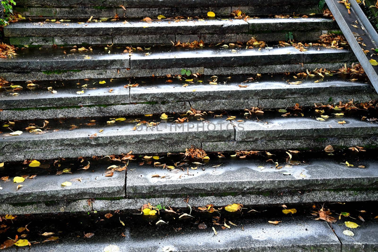 autumnal painted leaves on stairs in sun