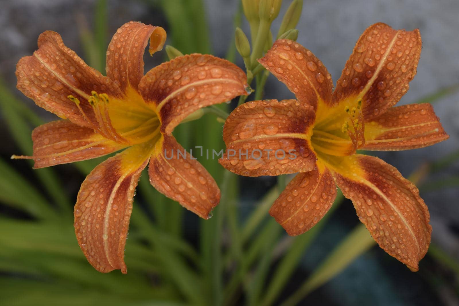 Orange lily (Lilium) flowers with drops of dew. Close-up of beautiful Lilium bulbiferum with water drops