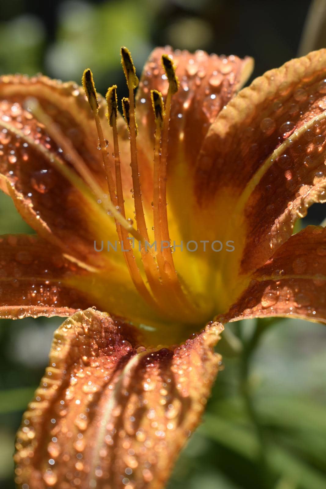 Orange lily (Lilium) flowers with drops of dew. Close-up of beautiful Lilium bulbiferum with water drops