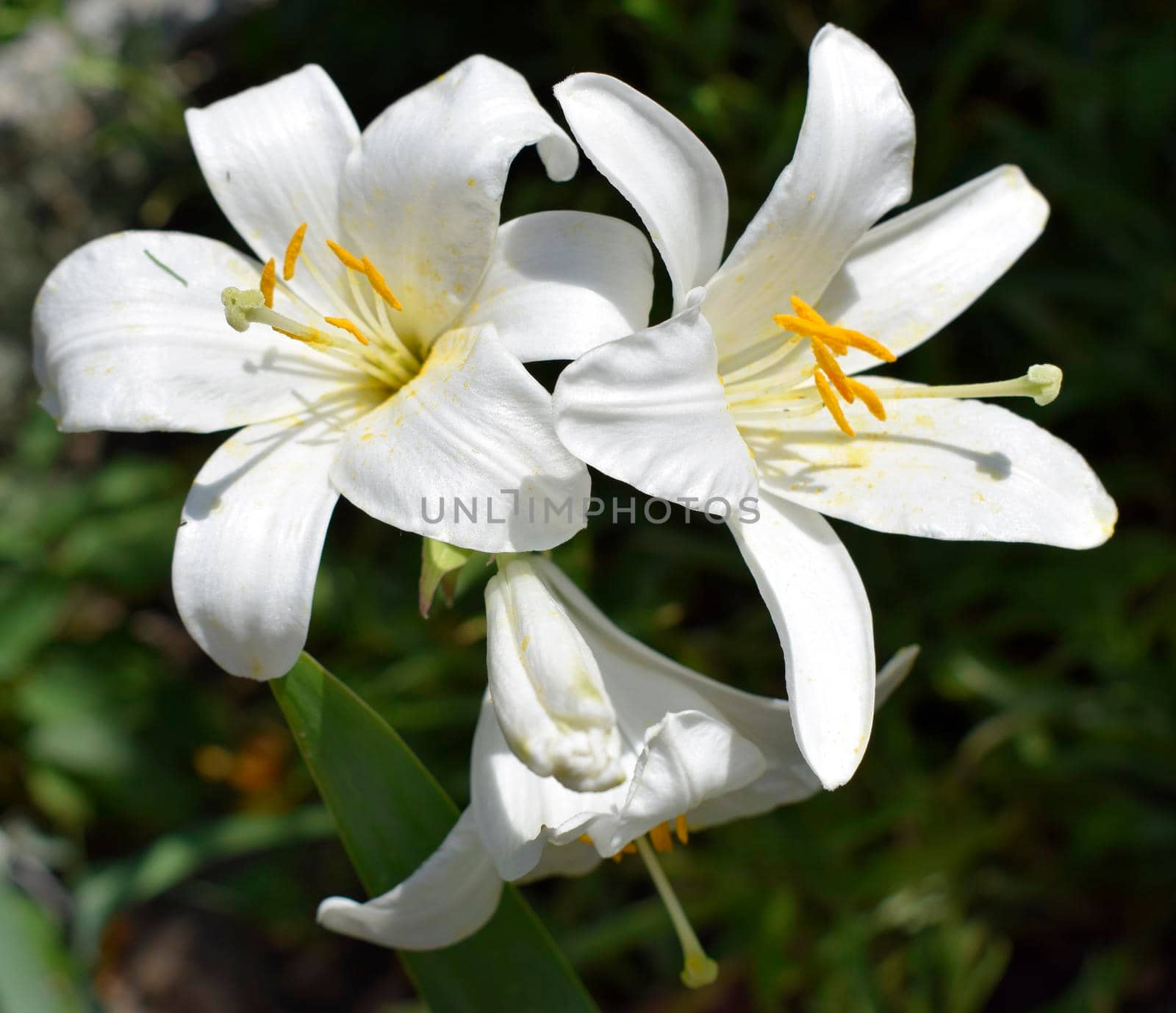 White Asiatic lily flower in the garden. Beautiful nature lily flower blossom closeup petal plant. Green floral bouquet. Shallow depth of field. Selective focus.