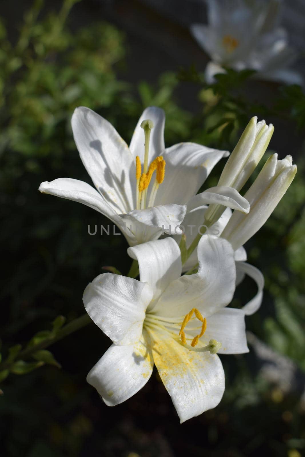 White Asiatic lily flower in the garden. Beautiful nature lily flower blossom closeup petal plant. Green floral bouquet. Shallow depth of field. Selective focus.