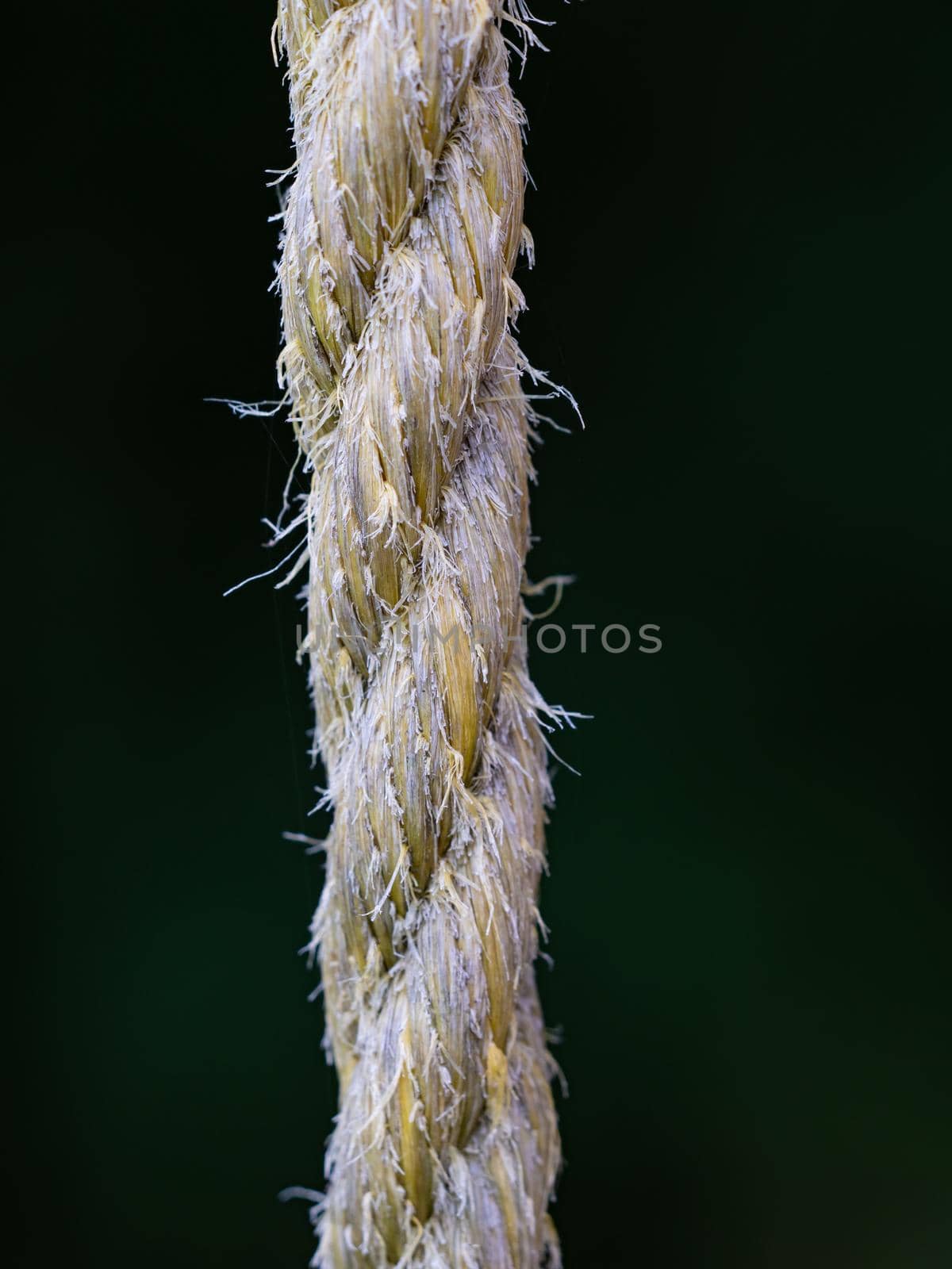 Rough Cord made from natural plant fiber. Rope detail on blurry background, closeup.